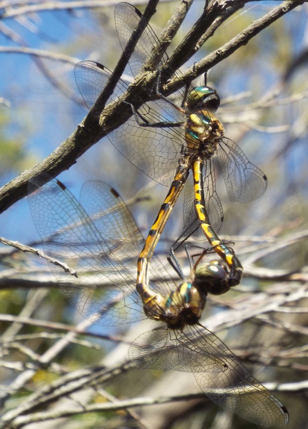 Libellule australiane